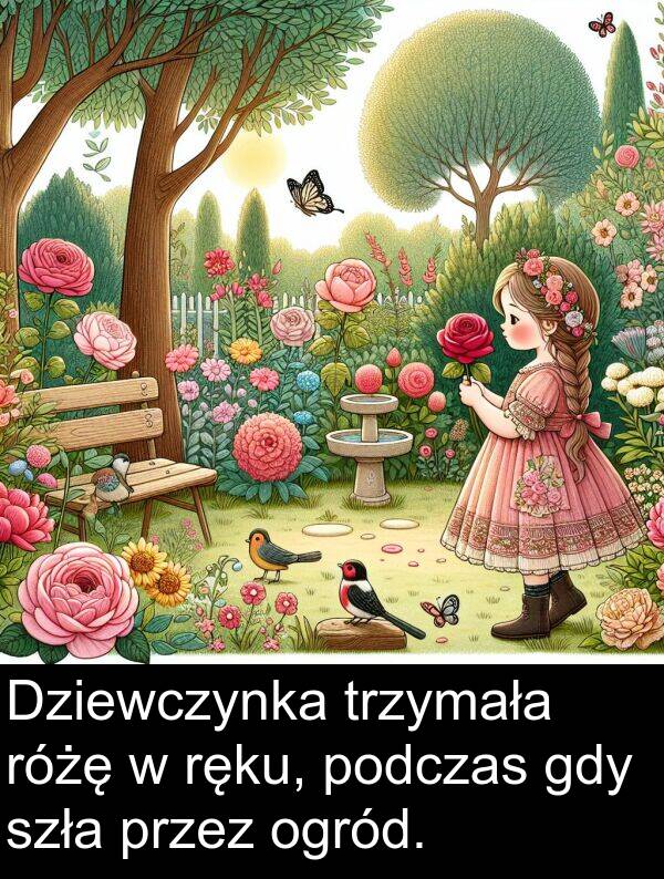 trzymała: Dziewczynka trzymała różę w ręku, podczas gdy szła przez ogród.