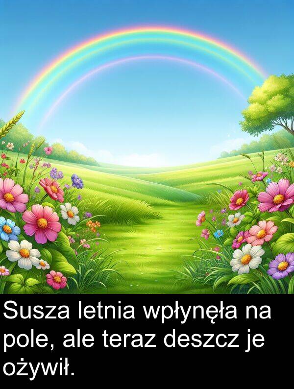 wpłynęła: Susza letnia wpłynęła na pole, ale teraz deszcz je ożywił.