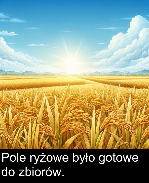 zbiorów: Pole ryżowe było gotowe do zbiorów.