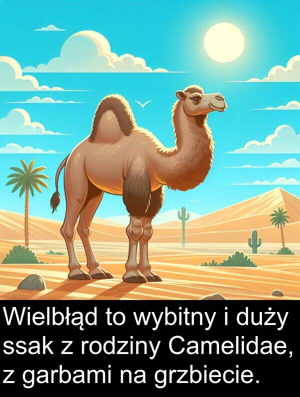 wybitny: Wielbłąd to wybitny i duży ssak z rodziny Camelidae, z garbami na grzbiecie.