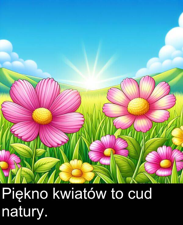kwiatów: Piękno kwiatów to cud natury.