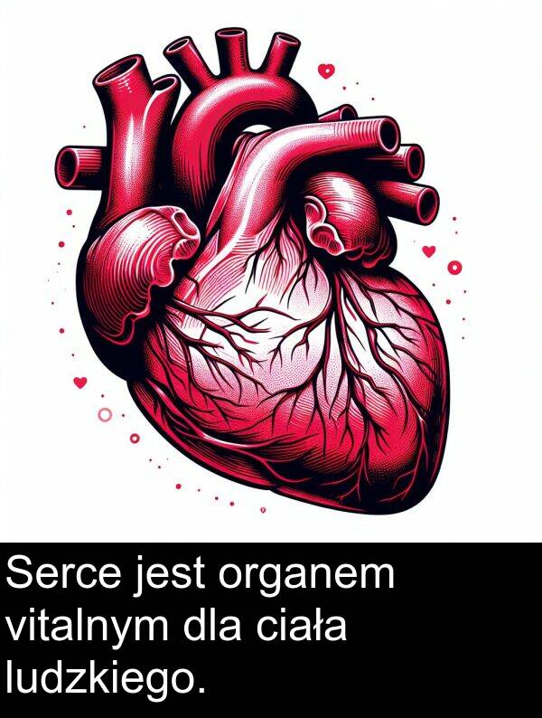 vitalnym: Serce jest organem vitalnym dla ciała ludzkiego.