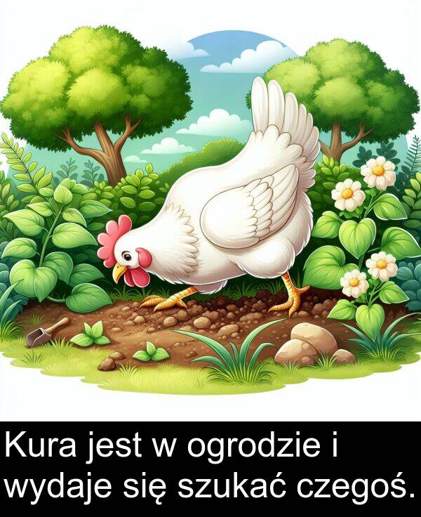 wydaje: Kura jest w ogrodzie i wydaje się szukać czegoś.