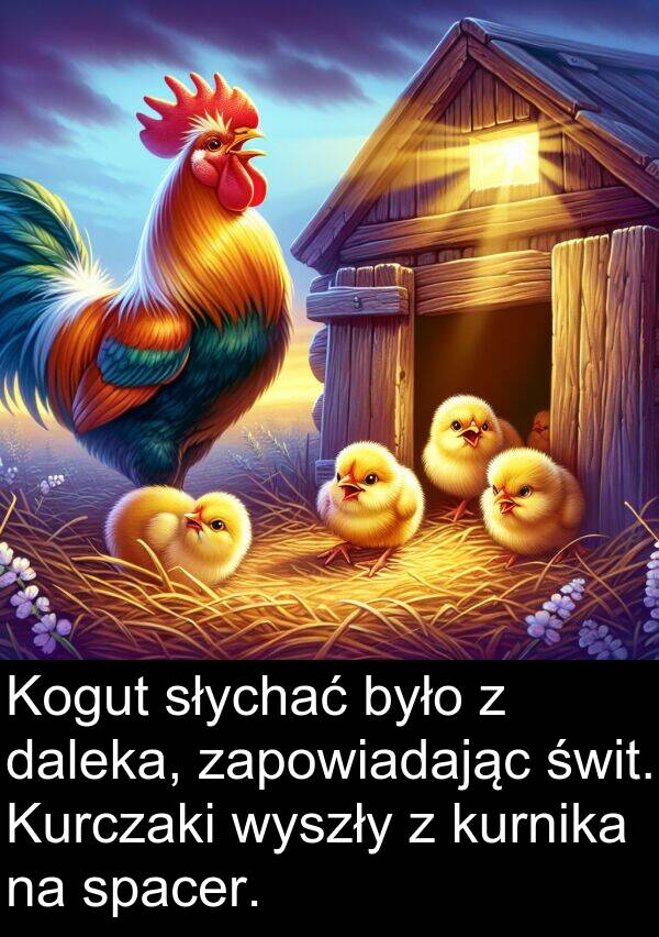 wyszły: Kogut słychać było z daleka, zapowiadając świt. Kurczaki wyszły z kurnika na spacer.