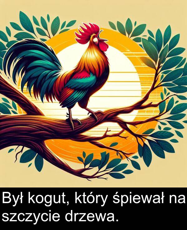 śpiewał: Był kogut, który śpiewał na szczycie drzewa.