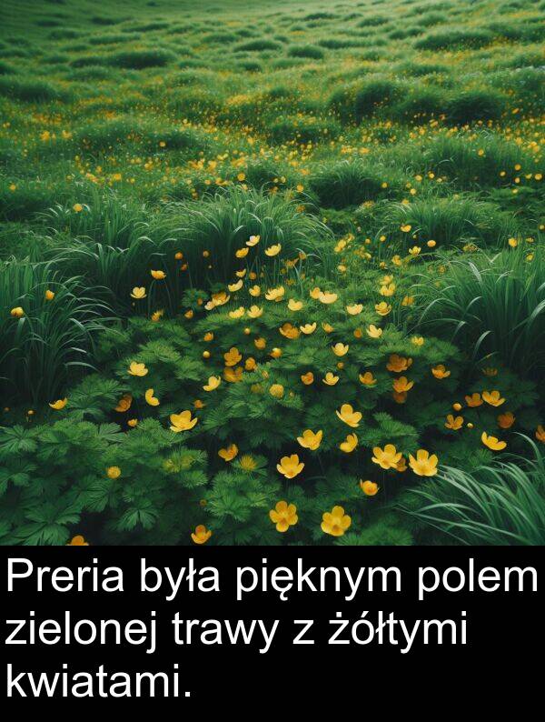 pięknym: Preria była pięknym polem zielonej trawy z żółtymi kwiatami.