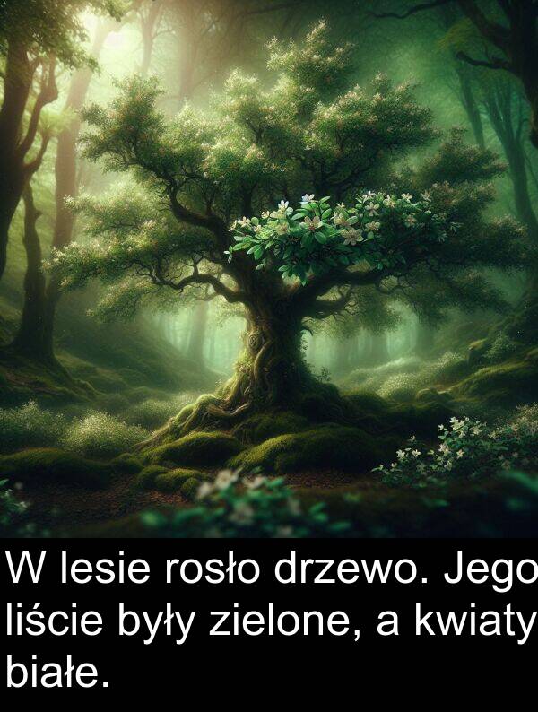 zielone: W lesie rosło drzewo. Jego liście były zielone, a kwiaty białe.