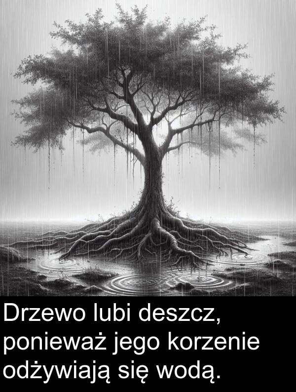 odżywiają: Drzewo lubi deszcz, ponieważ jego korzenie odżywiają się wodą.