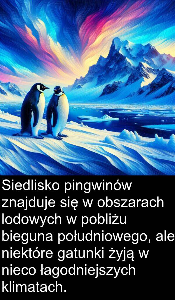 pingwinów: Siedlisko pingwinów znajduje się w obszarach lodowych w pobliżu bieguna południowego, ale niektóre gatunki żyją w nieco łagodniejszych klimatach.