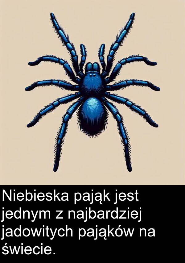 jadowitych: Niebieska pająk jest jednym z najbardziej jadowitych pająków na świecie.