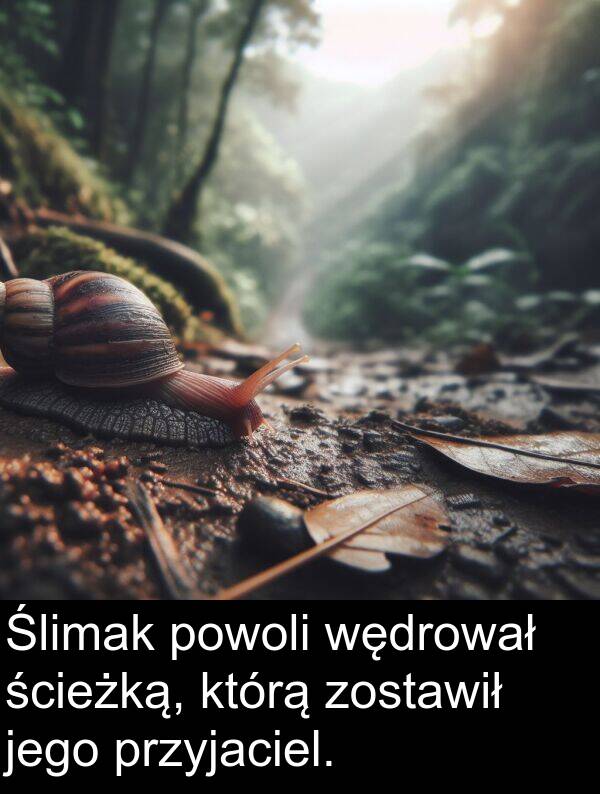powoli: Ślimak powoli wędrował ścieżką, którą zostawił jego przyjaciel.
