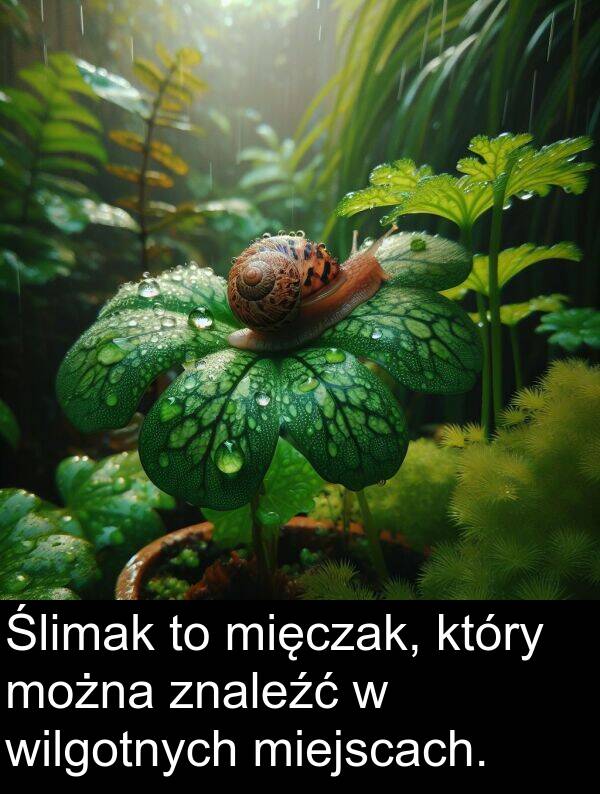 wilgotnych: Ślimak to mięczak, który można znaleźć w wilgotnych miejscach.