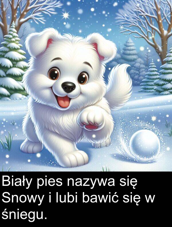 pies: Biały pies nazywa się Snowy i lubi bawić się w śniegu.