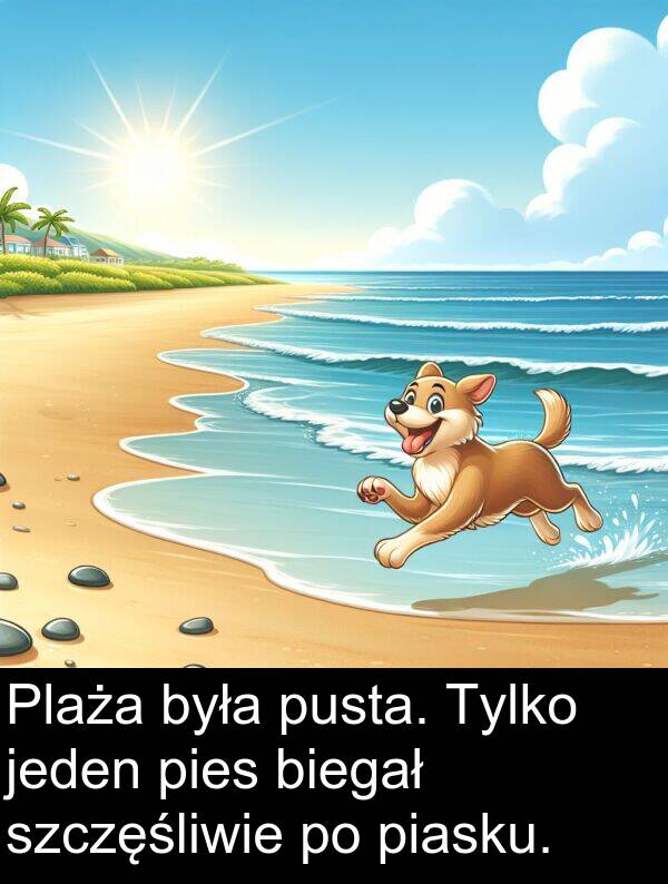 pies: Plaża była pusta. Tylko jeden pies biegał szczęśliwie po piasku.