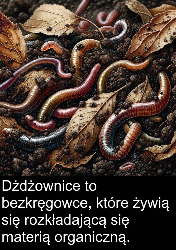organiczną: Dżdżownice to bezkręgowce, które żywią się rozkładającą się materią organiczną.