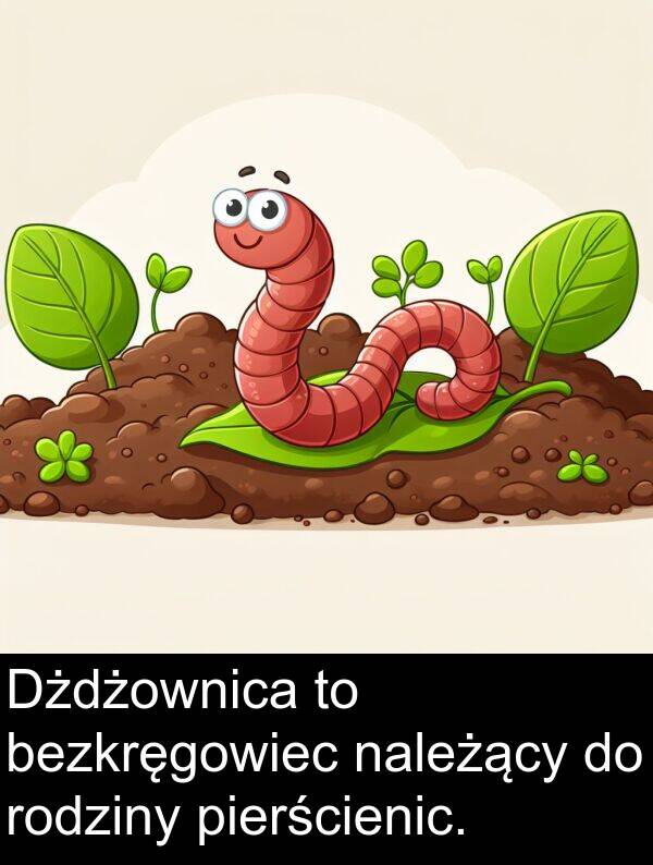 pierścienic: Dżdżownica to bezkręgowiec należący do rodziny pierścienic.