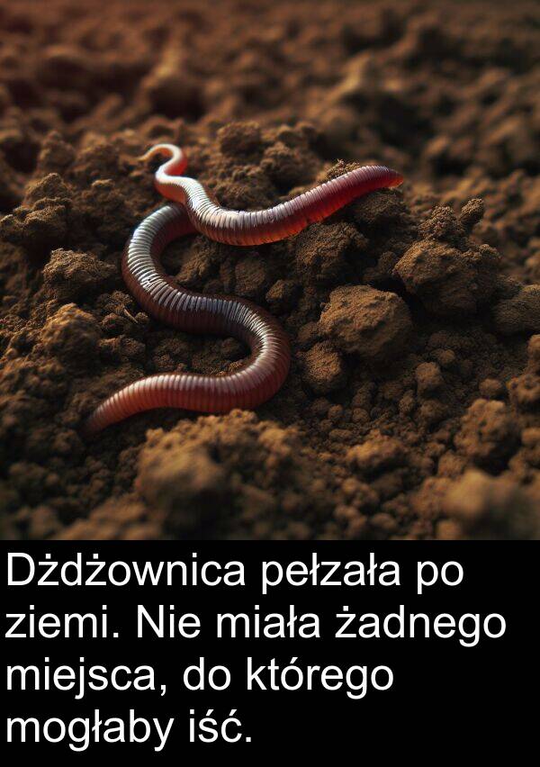 ziemi: Dżdżownica pełzała po ziemi. Nie miała żadnego miejsca, do którego mogłaby iść.