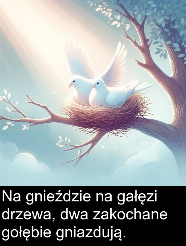 gałęzi: Na gnieździe na gałęzi drzewa, dwa zakochane gołębie gniazdują.