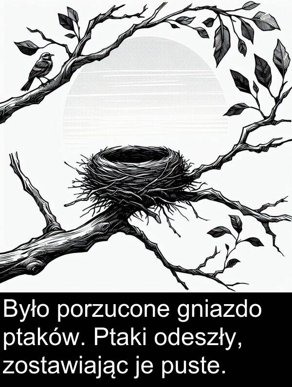 ptaków: Było porzucone gniazdo ptaków. Ptaki odeszły, zostawiając je puste.