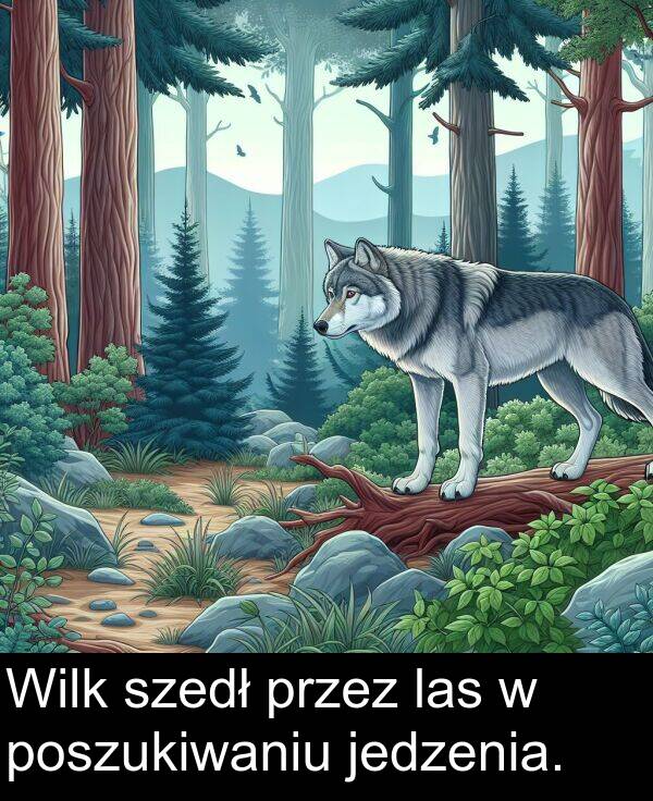 jedzenia: Wilk szedł przez las w poszukiwaniu jedzenia.