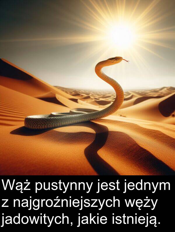 pustynny: Wąż pustynny jest jednym z najgroźniejszych węży jadowitych, jakie istnieją.