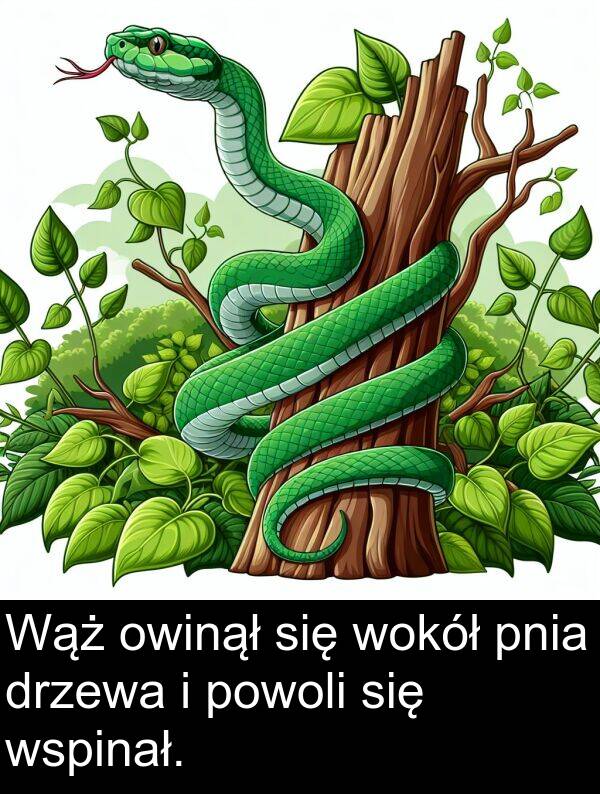 powoli: Wąż owinął się wokół pnia drzewa i powoli się wspinał.