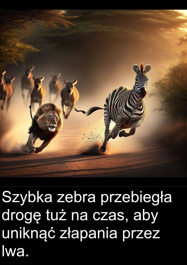 przebiegła: Szybka zebra przebiegła drogę tuż na czas, aby uniknąć złapania przez lwa.