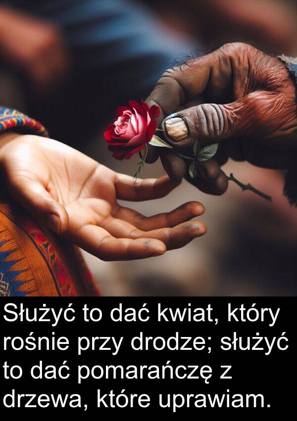 przy: Służyć to dać kwiat, który rośnie przy drodze; służyć to dać pomarańczę z drzewa, które uprawiam.