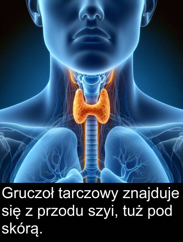 znajduje: Gruczoł tarczowy znajduje się z przodu szyi, tuż pod skórą.