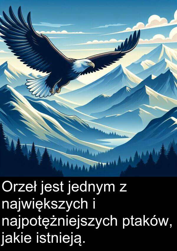 ptaków: Orzeł jest jednym z największych i najpotężniejszych ptaków, jakie istnieją.