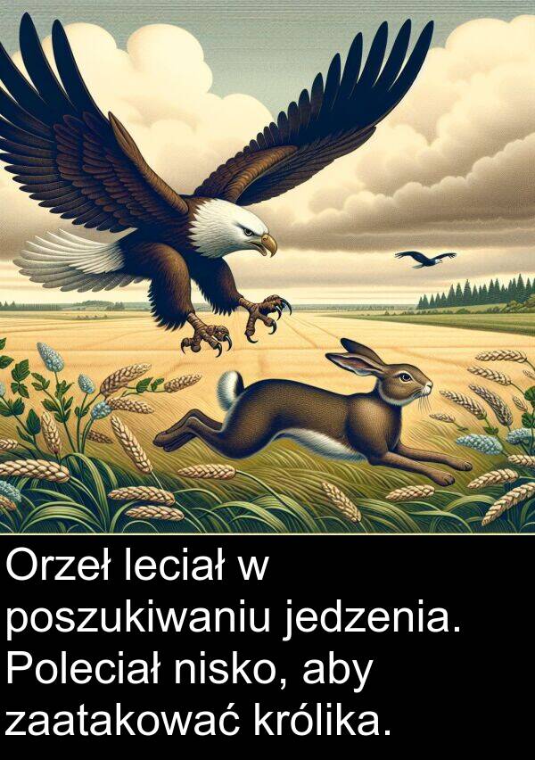 jedzenia: Orzeł leciał w poszukiwaniu jedzenia. Poleciał nisko, aby zaatakować królika.