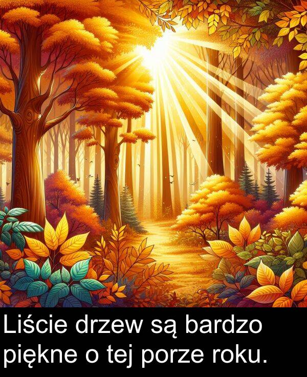 piękne: Liście drzew są bardzo piękne o tej porze roku.