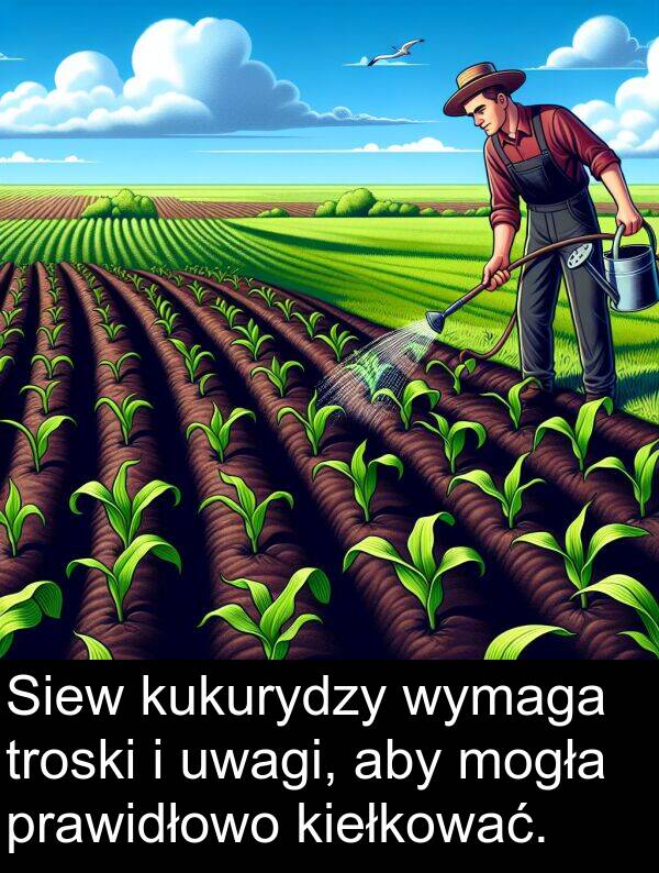 prawidłowo: Siew kukurydzy wymaga troski i uwagi, aby mogła prawidłowo kiełkować.