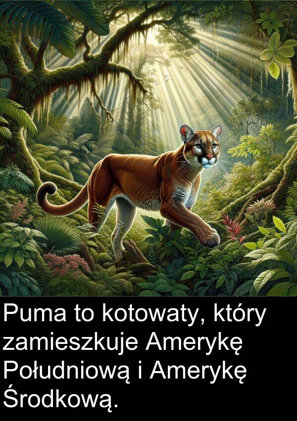 kotowaty: Puma to kotowaty, który zamieszkuje Amerykę Południową i Amerykę Środkową.