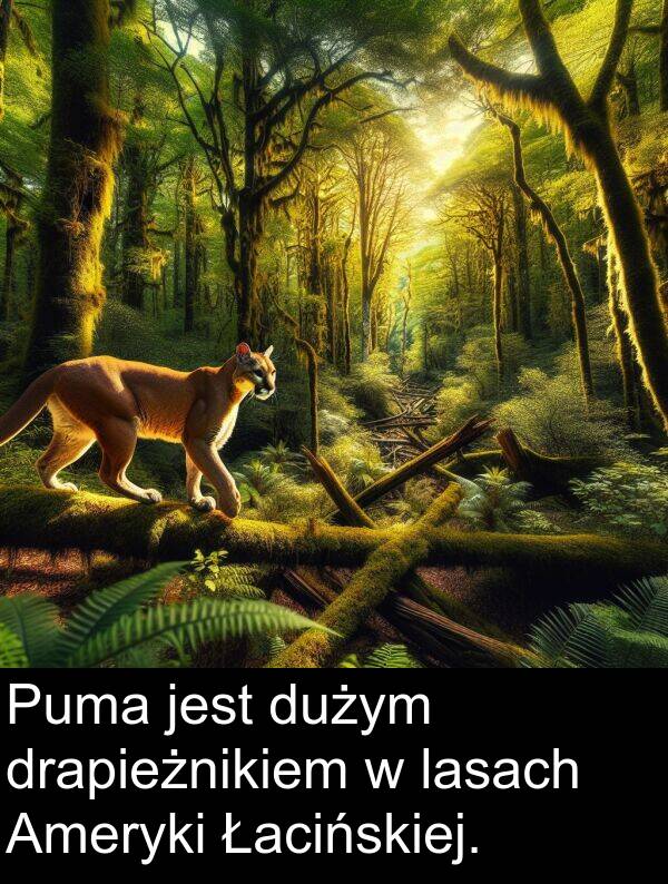 drapieżnikiem: Puma jest dużym drapieżnikiem w lasach Ameryki Łacińskiej.