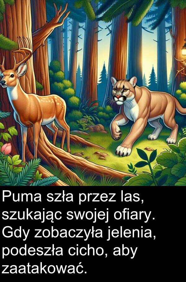 zobaczyła: Puma szła przez las, szukając swojej ofiary. Gdy zobaczyła jelenia, podeszła cicho, aby zaatakować.