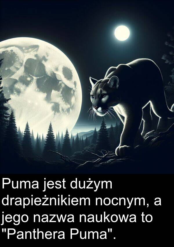 drapieżnikiem: Puma jest dużym drapieżnikiem nocnym, a jego nazwa naukowa to "Panthera Puma".