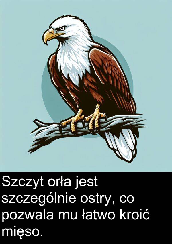 pozwala: Szczyt orła jest szczególnie ostry, co pozwala mu łatwo kroić mięso.