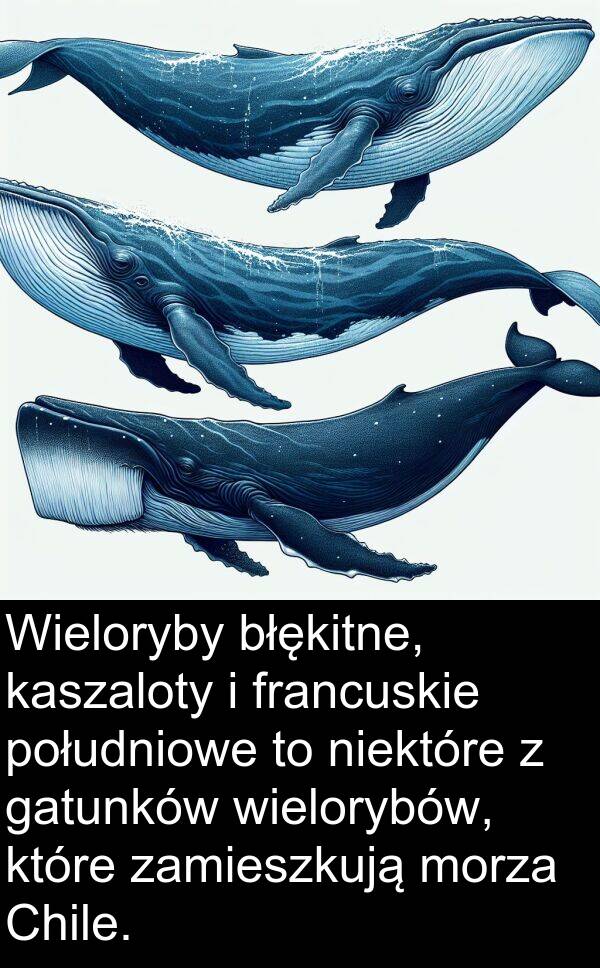 południowe: Wieloryby błękitne, kaszaloty i francuskie południowe to niektóre z gatunków wielorybów, które zamieszkują morza Chile.