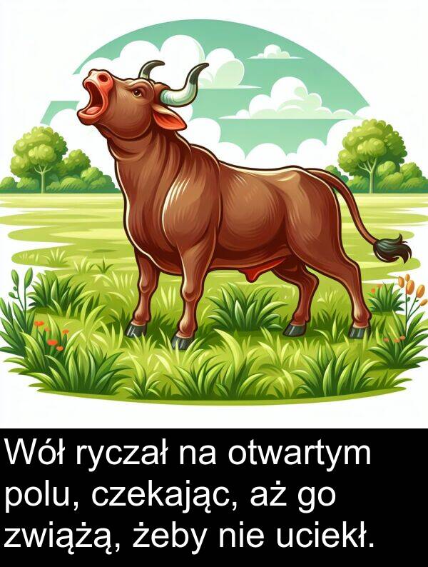 zwiążą: Wół ryczał na otwartym polu, czekając, aż go zwiążą, żeby nie uciekł.