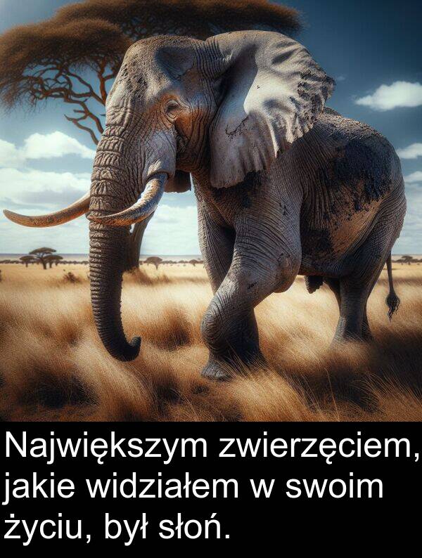 życiu: Największym zwierzęciem, jakie widziałem w swoim życiu, był słoń.