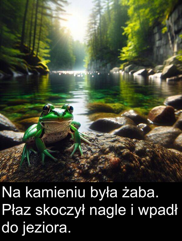 żaba: Na kamieniu była żaba. Płaz skoczył nagle i wpadł do jeziora.