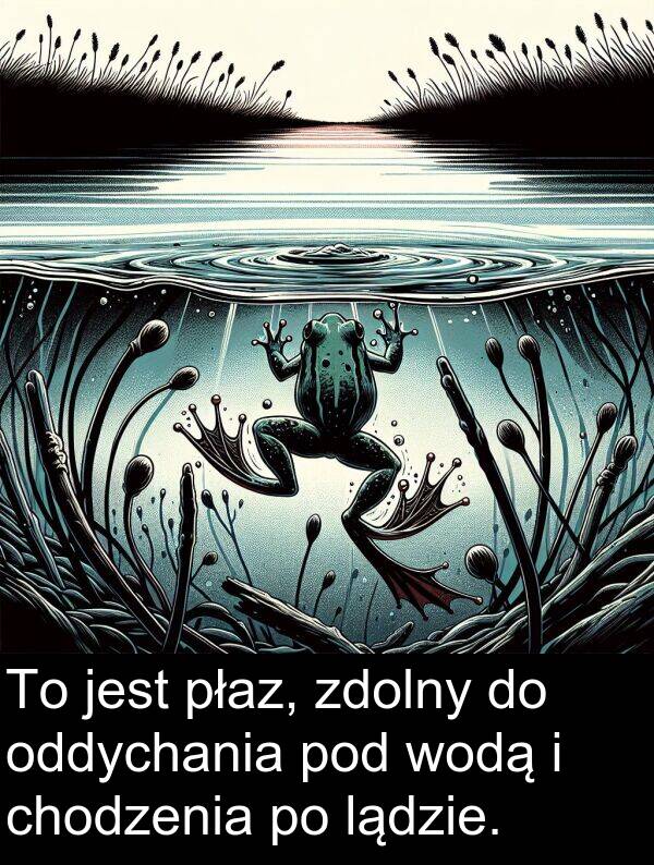 płaz: To jest płaz, zdolny do oddychania pod wodą i chodzenia po lądzie.