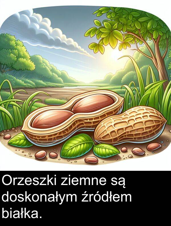 źródłem: Orzeszki ziemne są doskonałym źródłem białka.