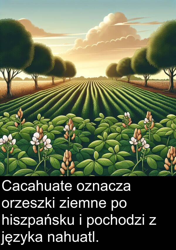 nahuatl: Cacahuate oznacza orzeszki ziemne po hiszpańsku i pochodzi z języka nahuatl.