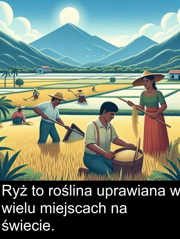 miejscach: Ryż to roślina uprawiana w wielu miejscach na świecie.