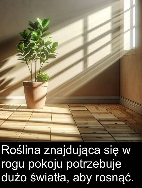 znajdująca: Roślina znajdująca się w rogu pokoju potrzebuje dużo światła, aby rosnąć.