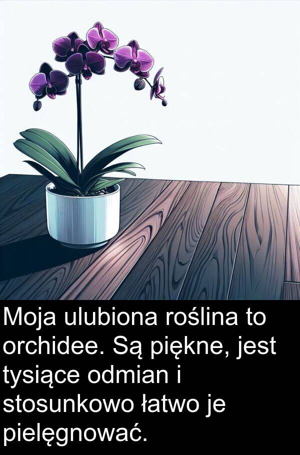 pielęgnować: Moja ulubiona roślina to orchidee. Są piękne, jest tysiące odmian i stosunkowo łatwo je pielęgnować.