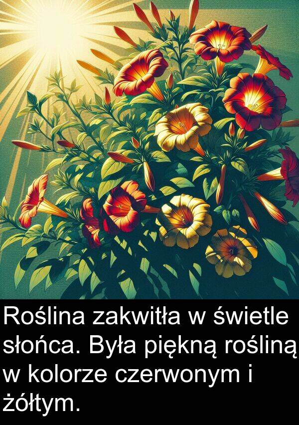 piękną: Roślina zakwitła w świetle słońca. Była piękną rośliną w kolorze czerwonym i żółtym.