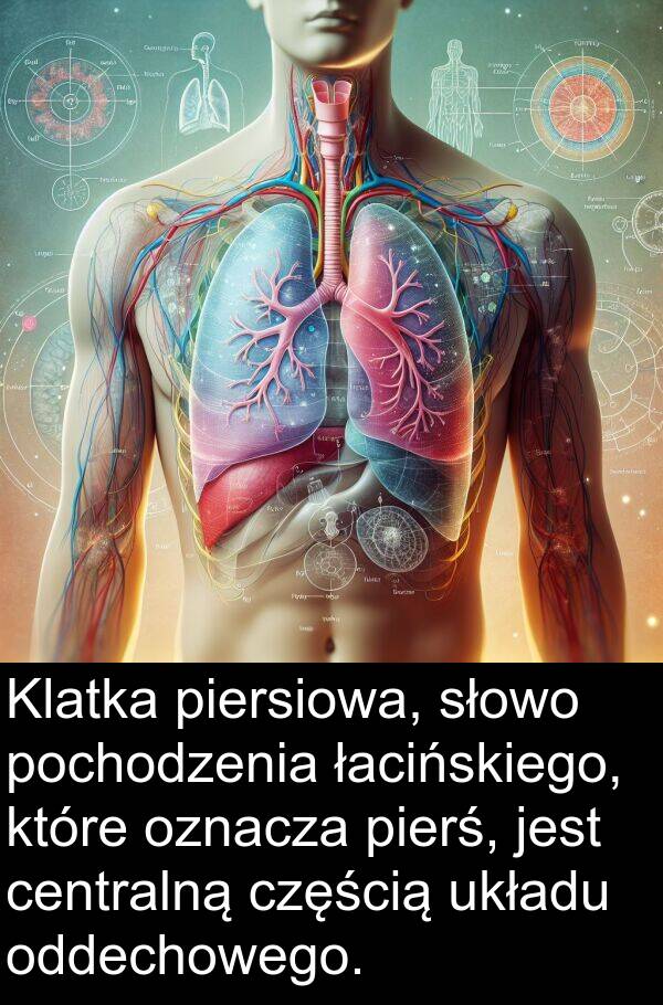 piersiowa: Klatka piersiowa, słowo pochodzenia łacińskiego, które oznacza pierś, jest centralną częścią układu oddechowego.
